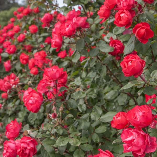 CHERRY BONICA® Meipeporia